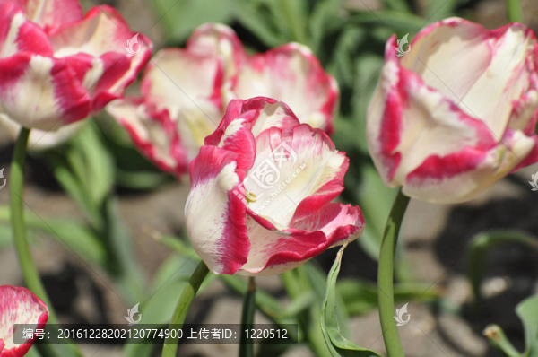 粉紅和白色郁金香