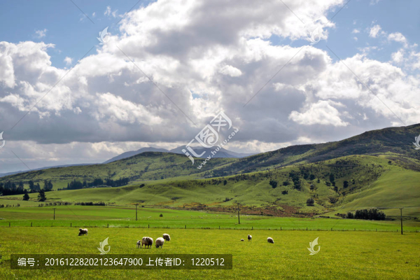 綠色的農(nóng)田附近的皇后鎮(zhèn)和蒂阿瑙之間的莫斯本