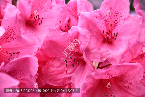 粉紅色的杜鵑花