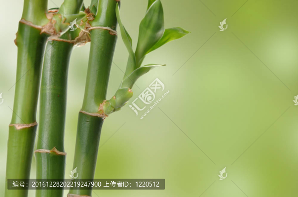 竹的背景