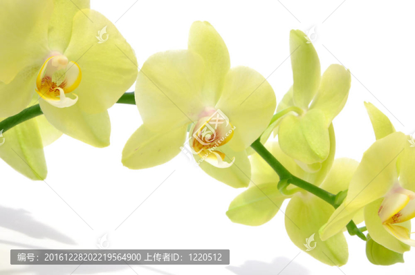 綠色的蘭花