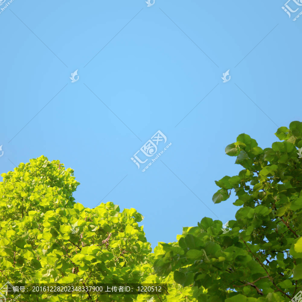 春天的背景