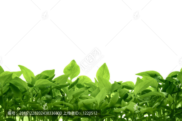 綠色的葉子