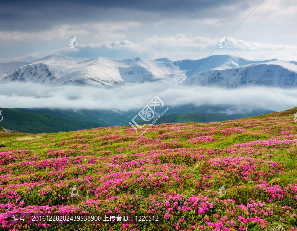 春天的風(fēng)景與多云的天空和Flower
