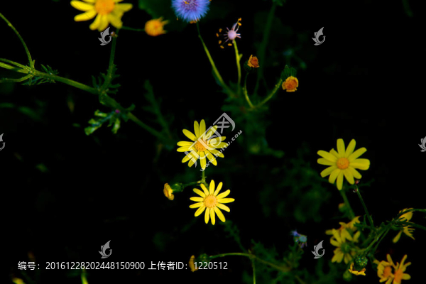 美麗的野花在施普靈河
