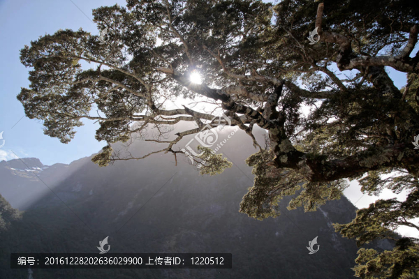 在米爾福德峽灣古老的樹(shù)