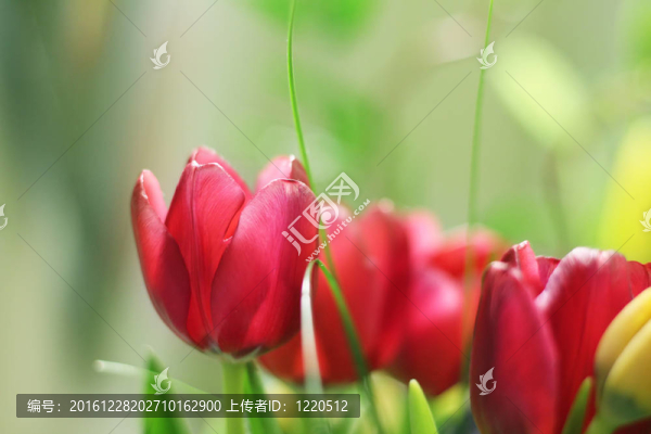 花朵背景