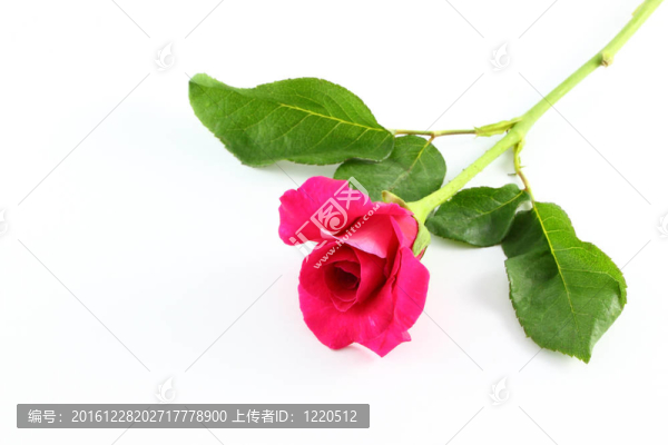 白地板上的粉紅玫瑰。