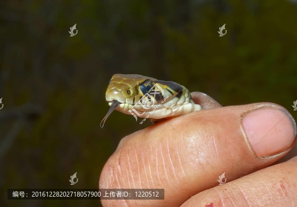 蛇（Rhabdophis,tigrina）13