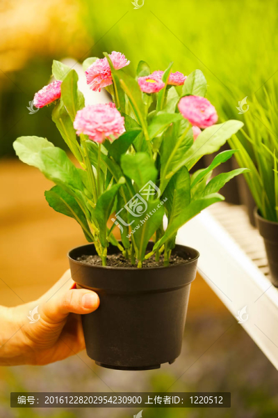 在手盆鮮花特寫