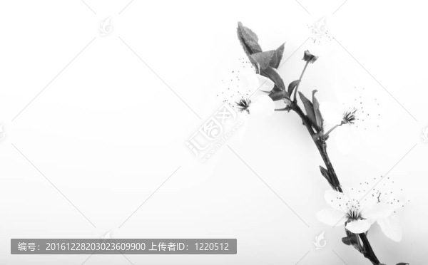 櫻桃樹的樹枝