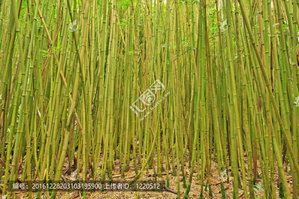 在Hana的一個(gè)竹林寬角；毛伊島