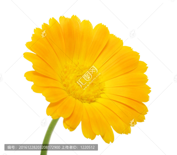 橙花