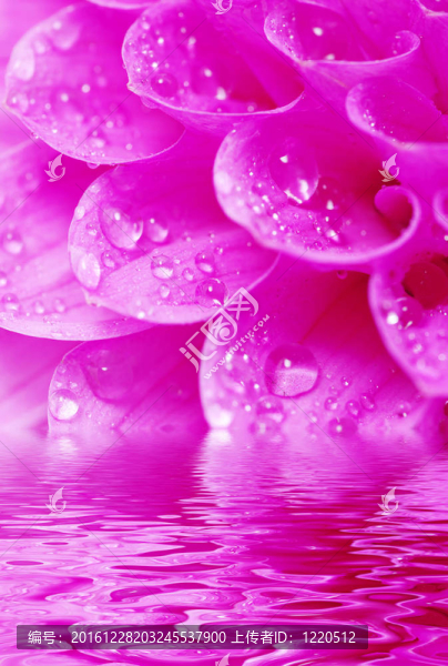 摘要花瓣
