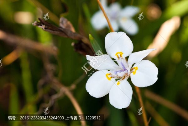 白百合花特寫