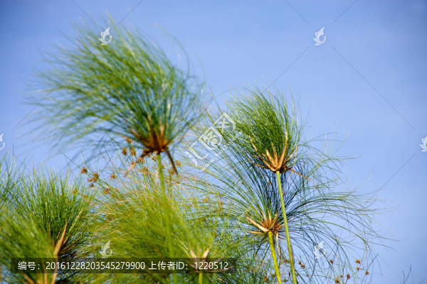 奧卡萬(wàn)戈三角洲