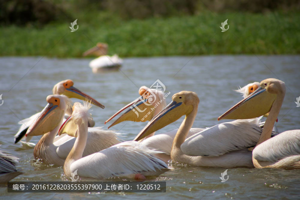 在Djoudj國(guó)家公園鵜鶘