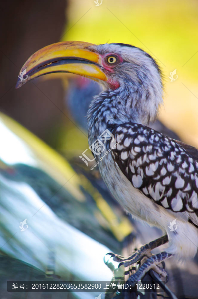 Tucan；鳥非洲