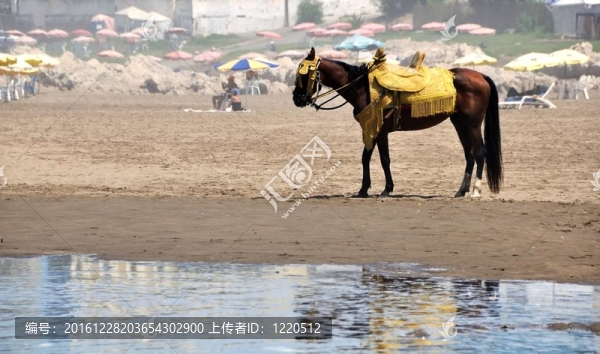 海灘上的馬
