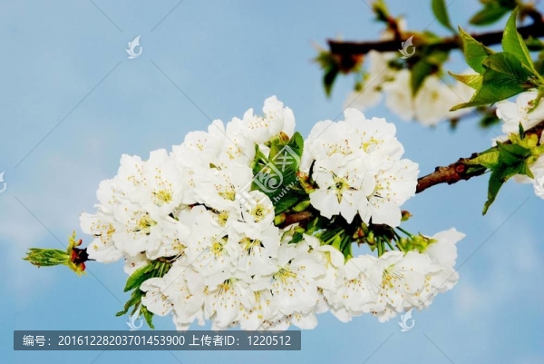 櫻花