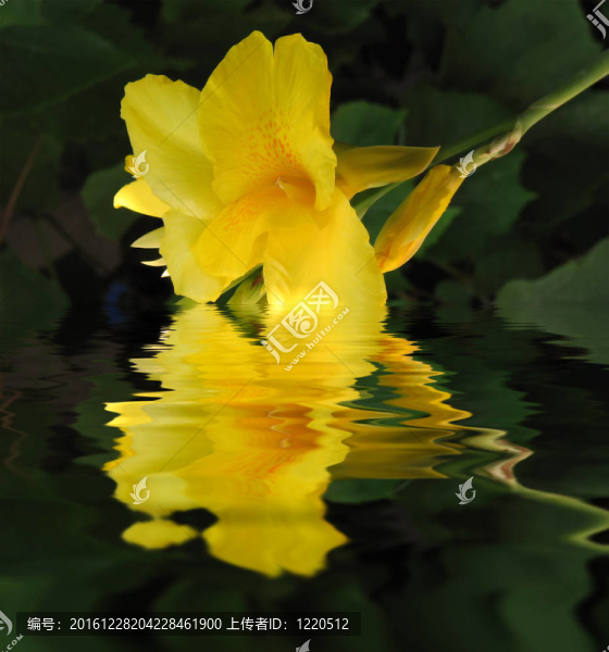 水中的黃百合
