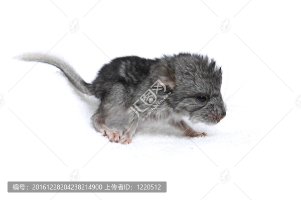 一只剛出生的小狗