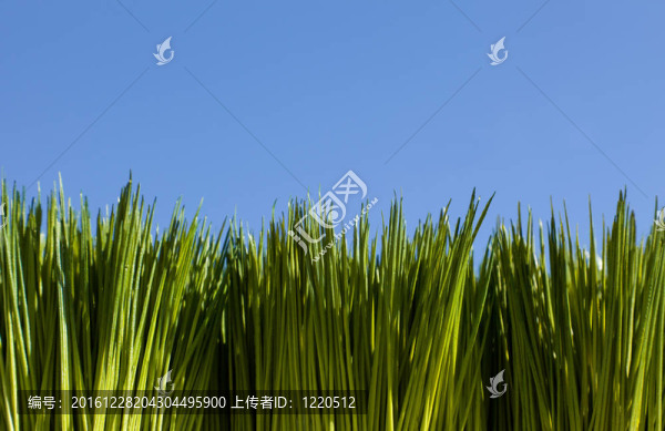 青草與天空