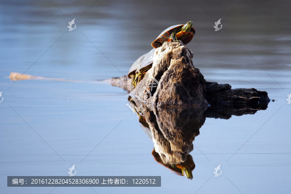 錦龜