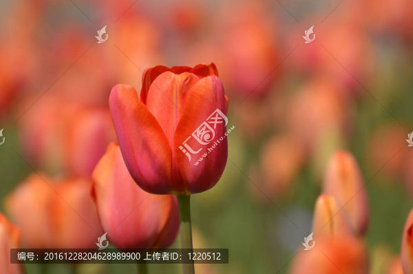 一顆粉紅色的郁金香