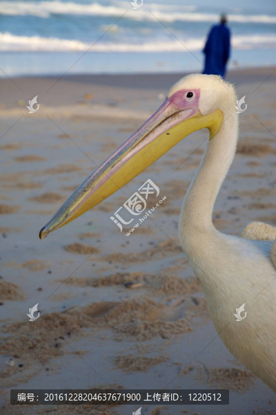 在海灘或圣路易斯鵜鶘
