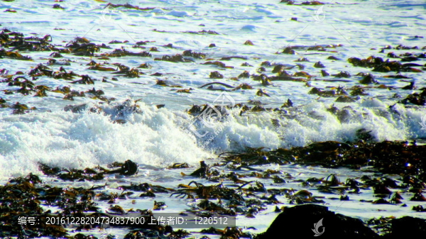 帶海藻漂浮