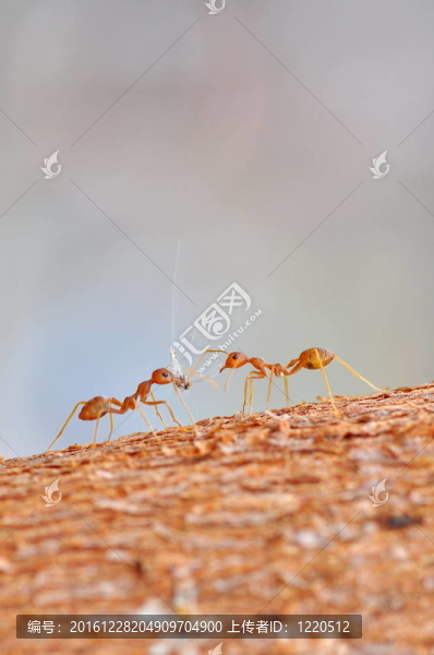 紅螞蟻與受害者