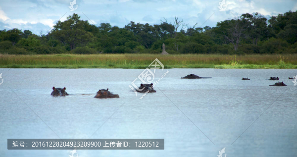 河馬飼養(yǎng)