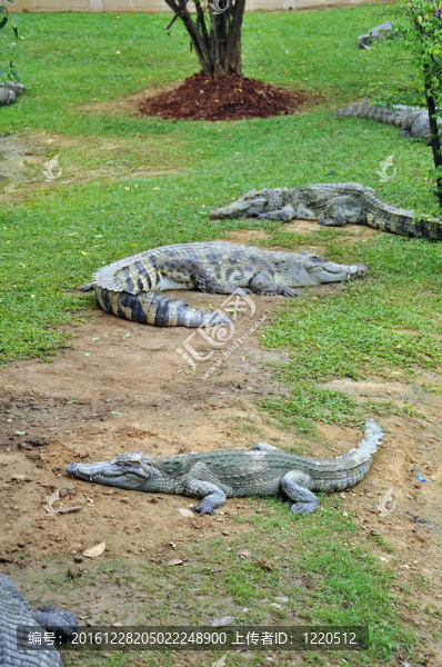 鱷魚