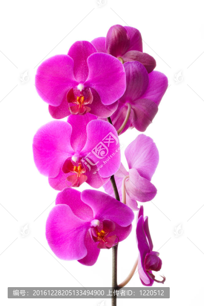 粉紅色的蘭花