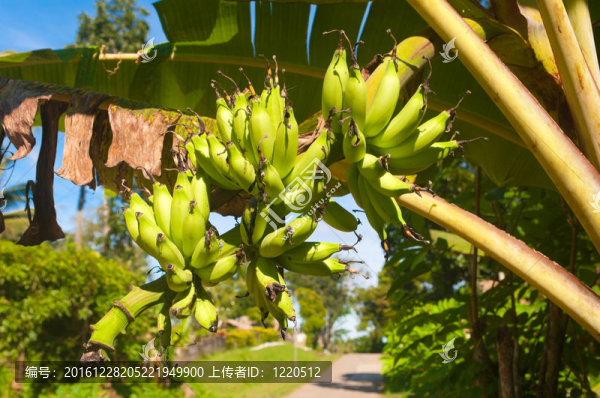 香蕉樹上