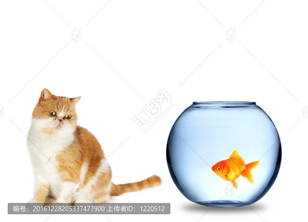 貓和魚