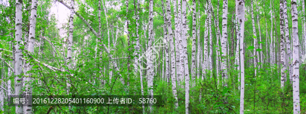 白樺林風(fēng)景