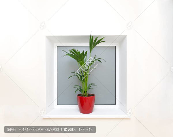 綠色的植物