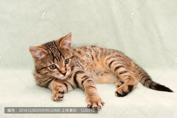 虎斑貓睡在床上