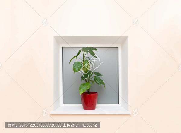 綠色的植物