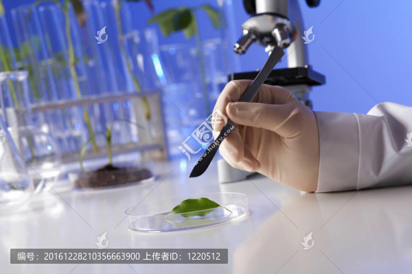 在綠色植物生物學(xué)實(shí)驗(yàn)室