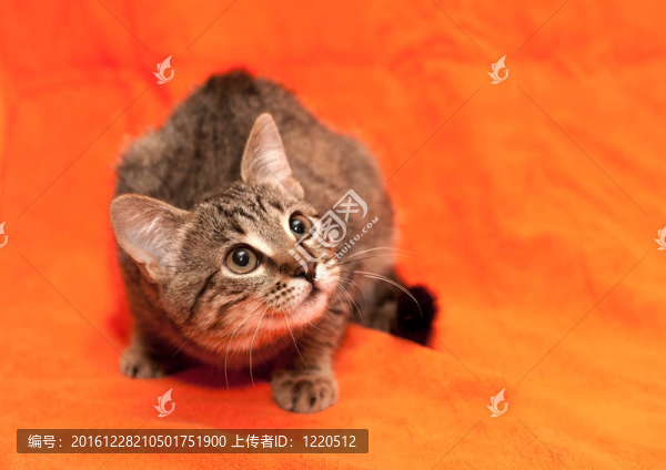 虎斑貓?jiān)诔壬尘? title=