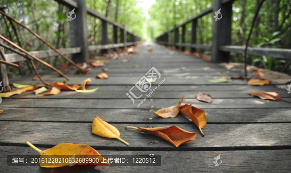 沿著溪流的木板