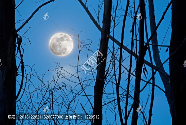 Moon通過樹