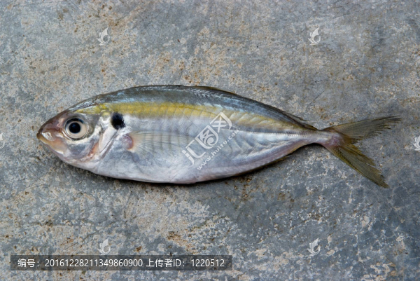 黃色條紋鲹魚