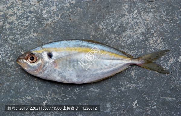黃色條紋鲹魚