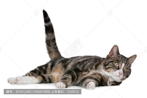 貓