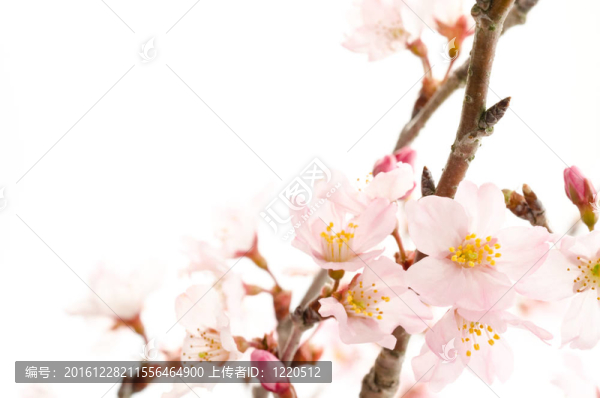 右下櫻花