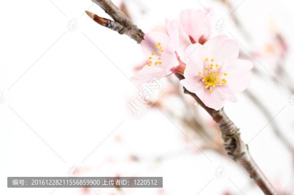右邊櫻花